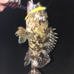 大蔵海岸でメバリング+ガシリング