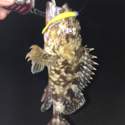 大蔵海岸でメバリング+ガシリング