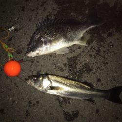 エビ撒きで、キビレ&ハネ‼︎