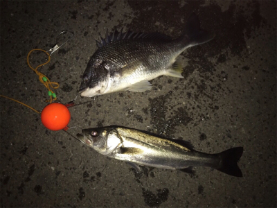 エビ撒きで、キビレ&ハネ‼︎