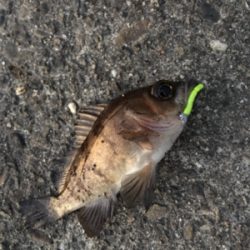 デイから夕まづめライトゲーム