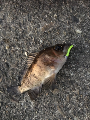 デイから夕まづめライトゲーム