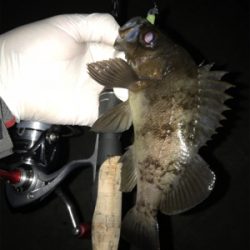 ちょっと間が空いたけどアジング〜(釣行 其の九)