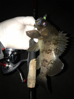 ちょっと間が空いたけどアジング〜(釣行 其の九)