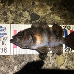 メバルナイトゲーム☆GUNNING-STYLE釣行