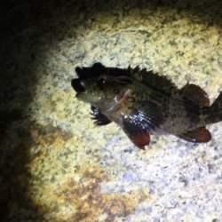 久しぶりの岸和田