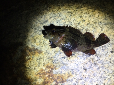 久しぶりの岸和田