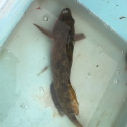 釣れてる情報は無いが!