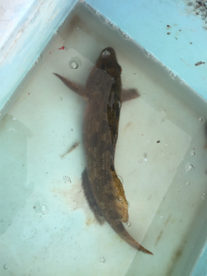 釣れてる情報は無いが!