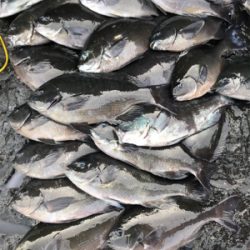 長崎 五島 磯グレ