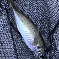 やったりましたアジング(釣行 其の拾)