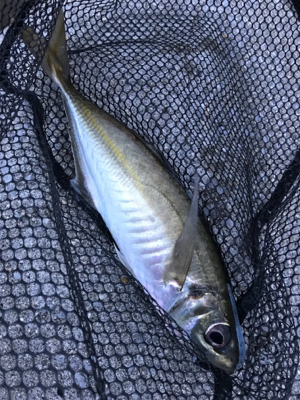 やったりましたアジング(釣行 其の拾)