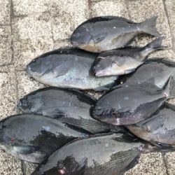 五島 福江 磯釣り