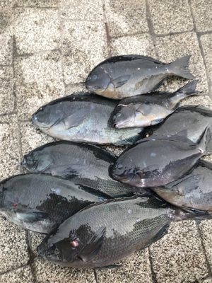 五島 福江 磯釣り