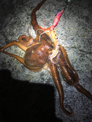 久しぶりのキロダコ