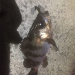 刺身が食べたくて