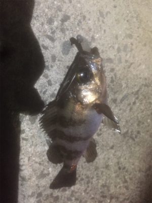 刺身が食べたくて