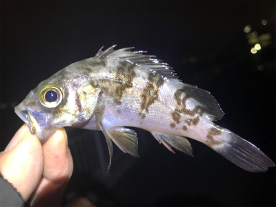 杉田臨海緑地公園