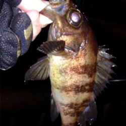 皆勤メバリング