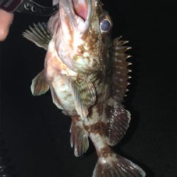 大蔵海岸でガシリング！