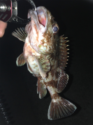 大蔵海岸でガシリング！