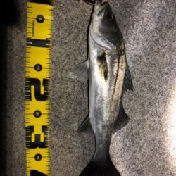 四日市シーバス