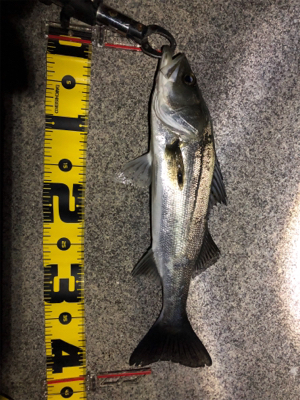 四日市シーバス