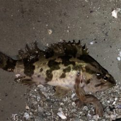 仕事帰りのメバリング