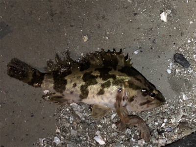 仕事帰りのメバリング