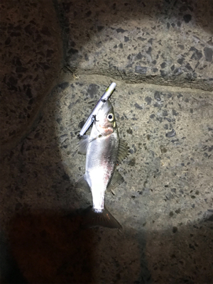 河川シーバスフィッシング