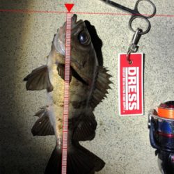 コマしなメバル