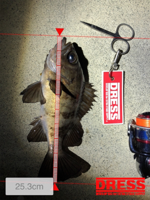 コマしなメバル