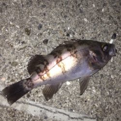 大蔵海岸でメバリング