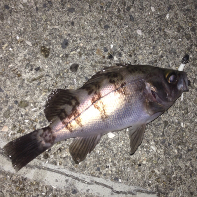 大蔵海岸でメバリング