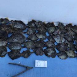 早川丸でカワハギ43枚！