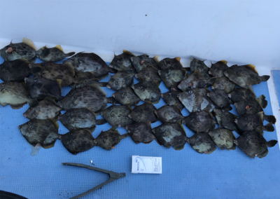 早川丸でカワハギ43枚！