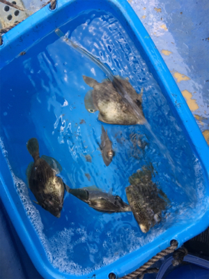 今季最後のカワハギ