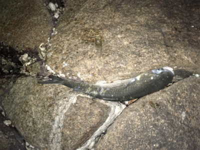 オルルド釣り具