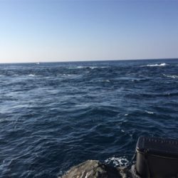 風、波、ある中で５匹