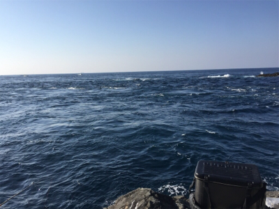 風、波、ある中で５匹