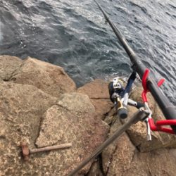 アオリイカ最高