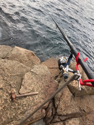 アオリイカ最高