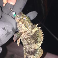 マイクロメバル（汗）