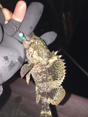 マイクロメバル（汗）