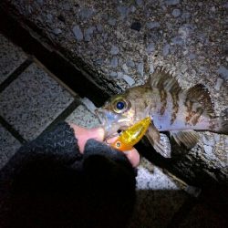 広島市内のメバリングは貧果続き