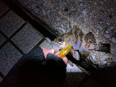 広島市内のメバリングは貧果続き