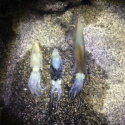 ヤリイカ 釣行