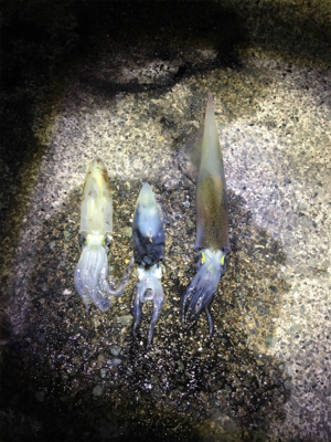 ヤリイカ 釣行