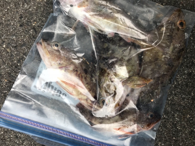 極寒暴風の中で喜びと感動をくれるカサゴ様