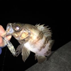 プラッギングで初メバル